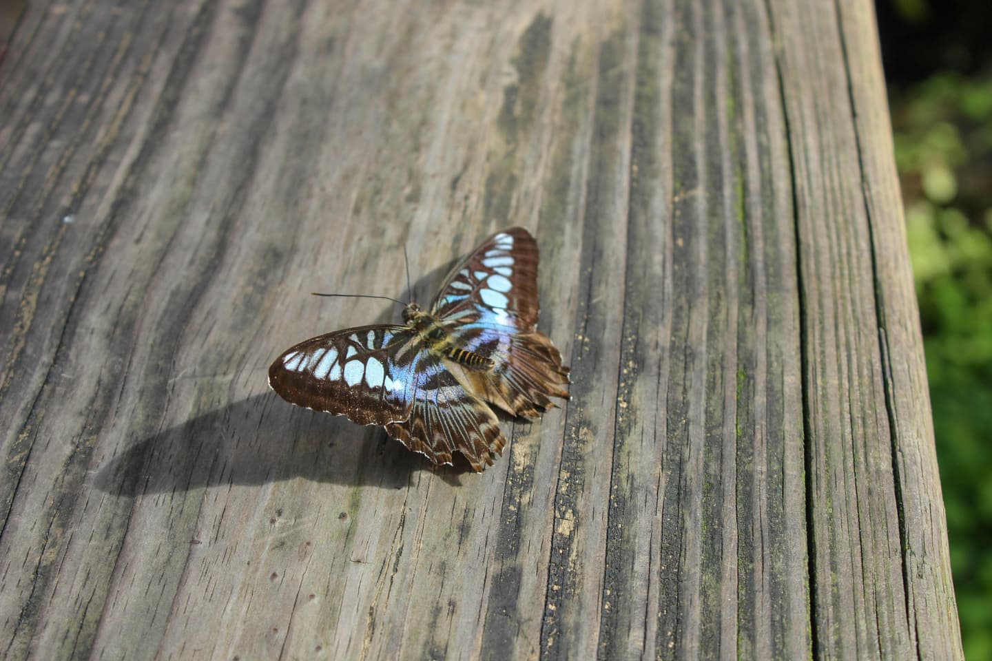 Gainesville, United States
