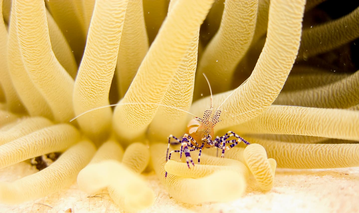 Kralendijk, Bonaire