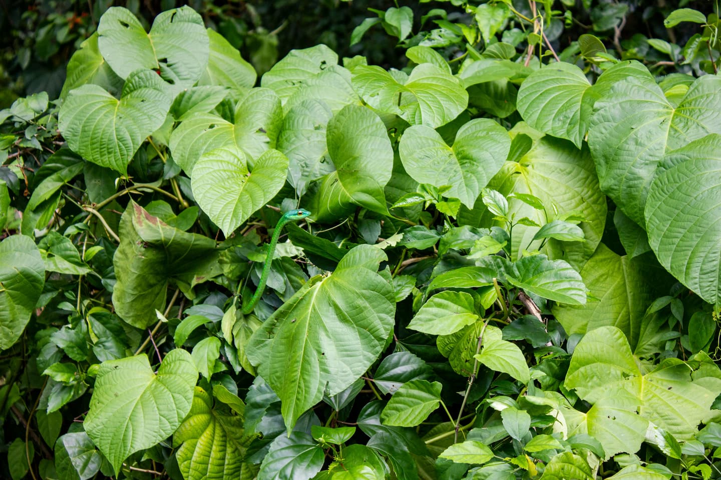 Puerto Viejo, Costa Rica
