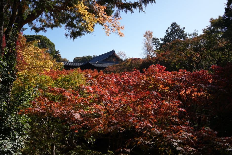 Autumn maples around a temple roof in Kyoto