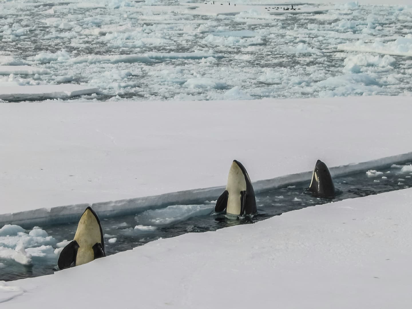 McMurdo Station