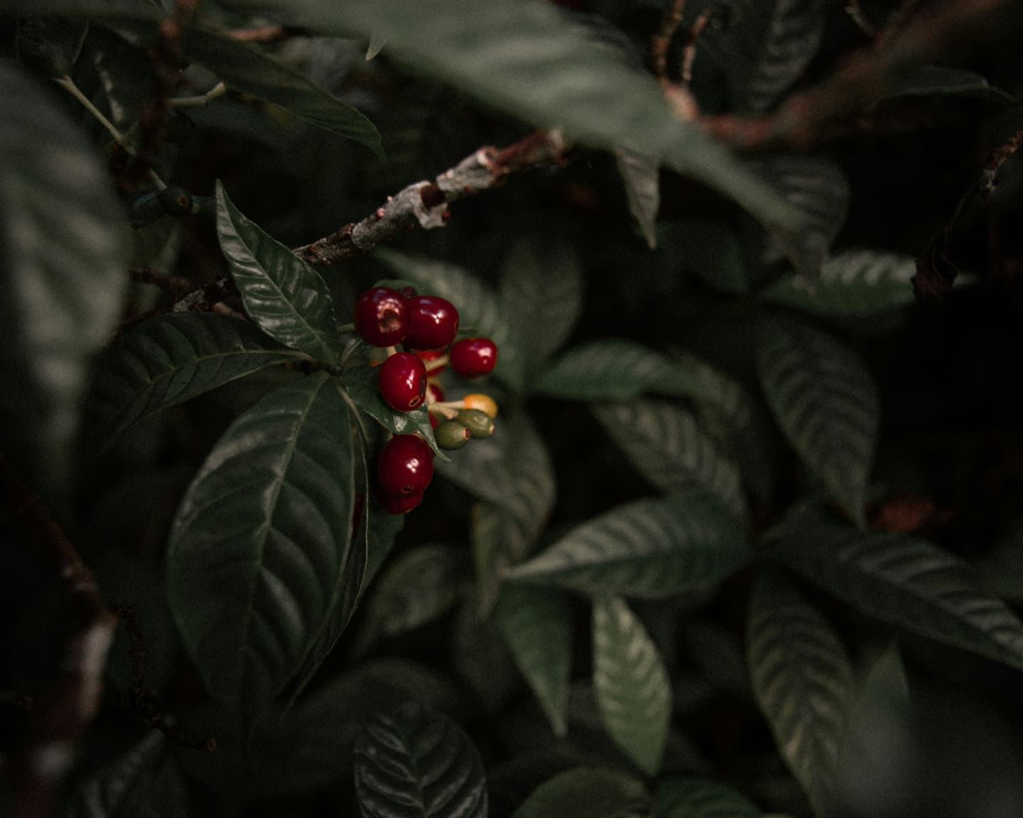 Plantation