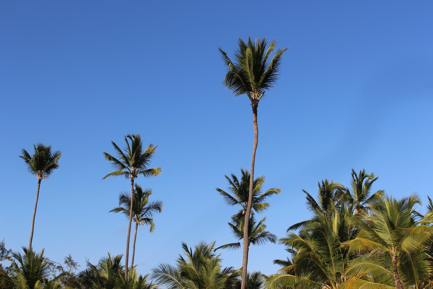 Punta Cana
