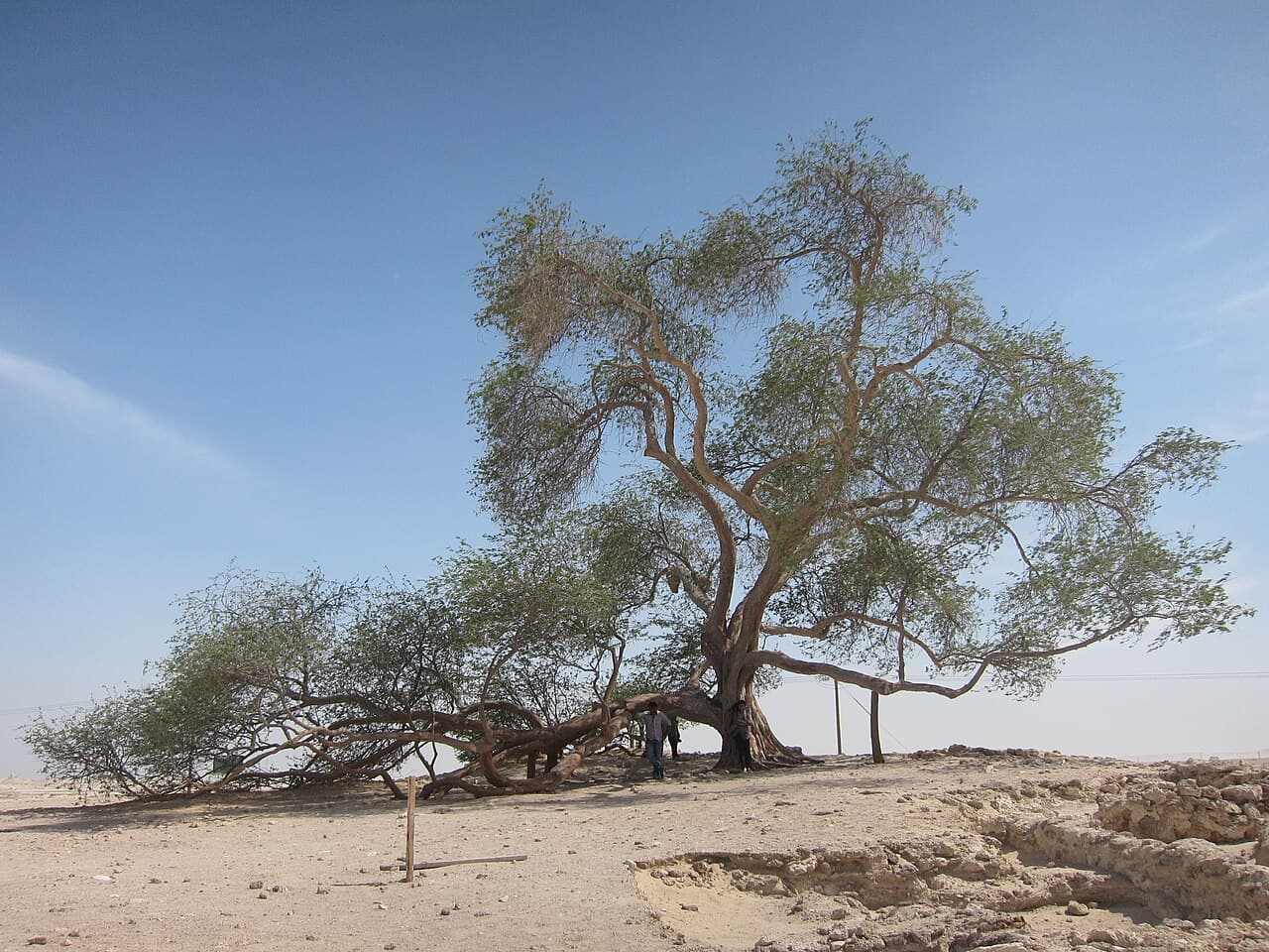 Tree of Life