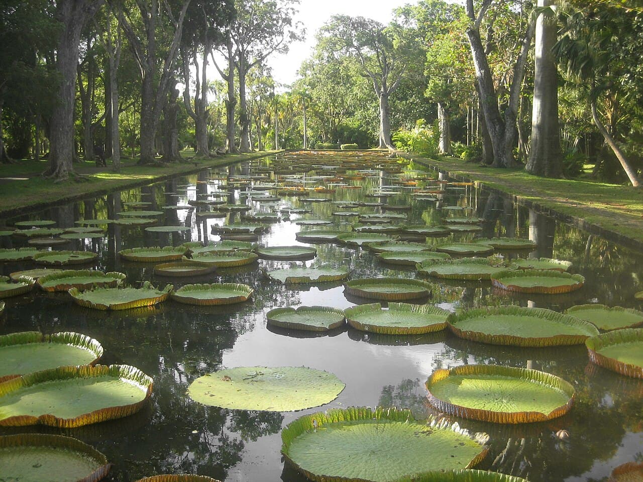 Sir Seewoosagur Ramgoolam Botanical Garden