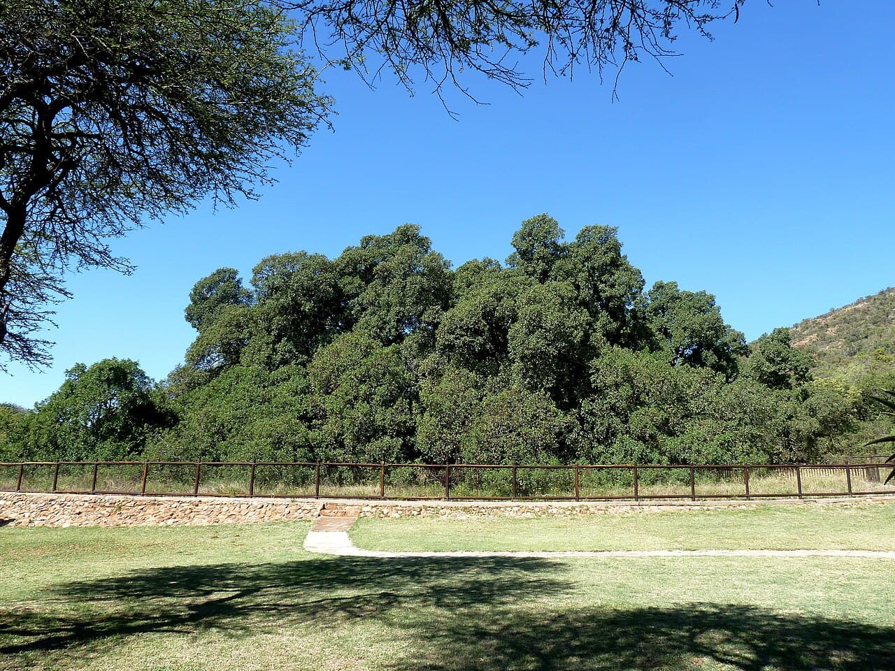 Wonderboom Nature Reserve