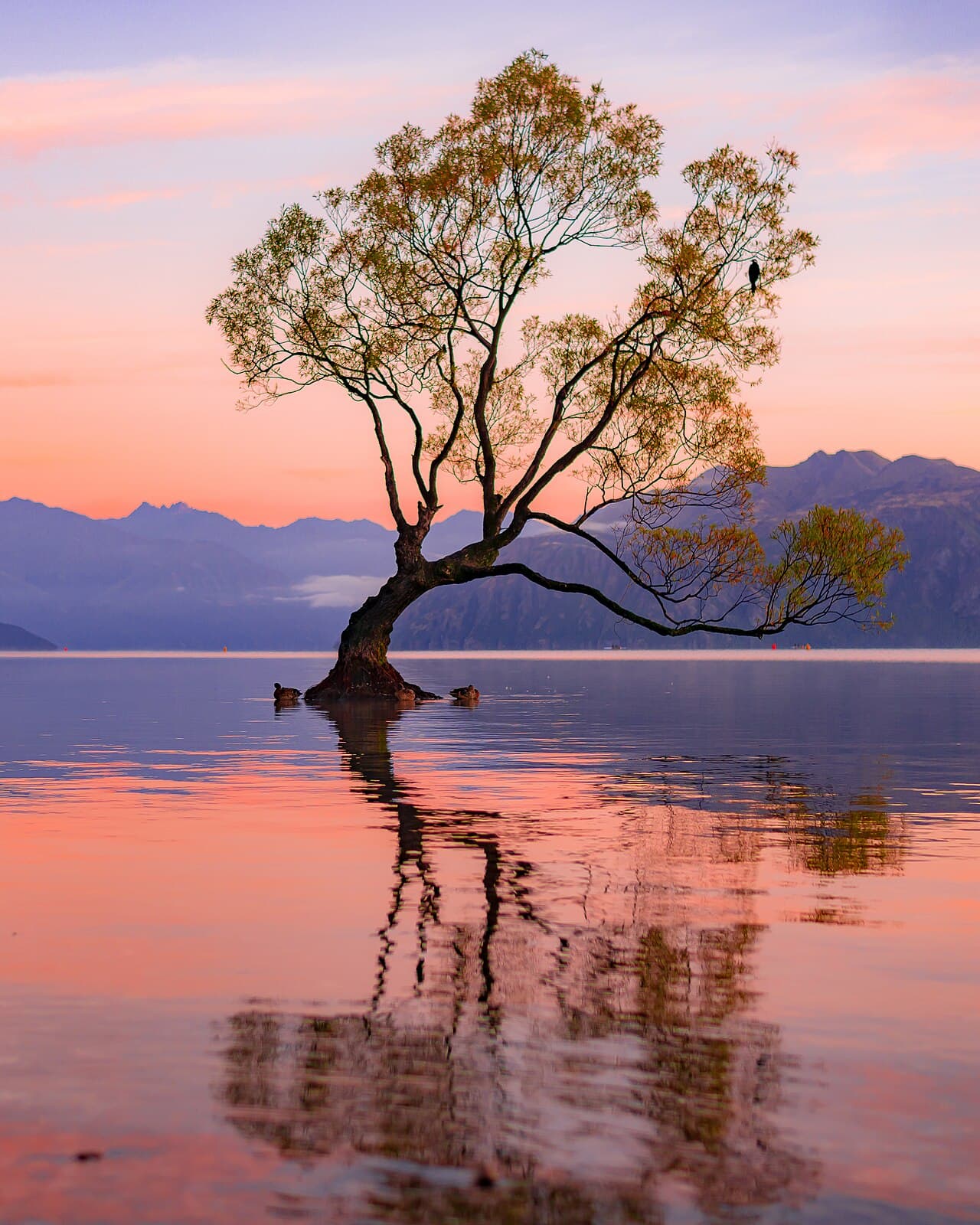 That Wanaka Tree