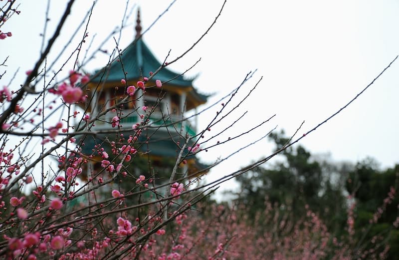 Plum Garden