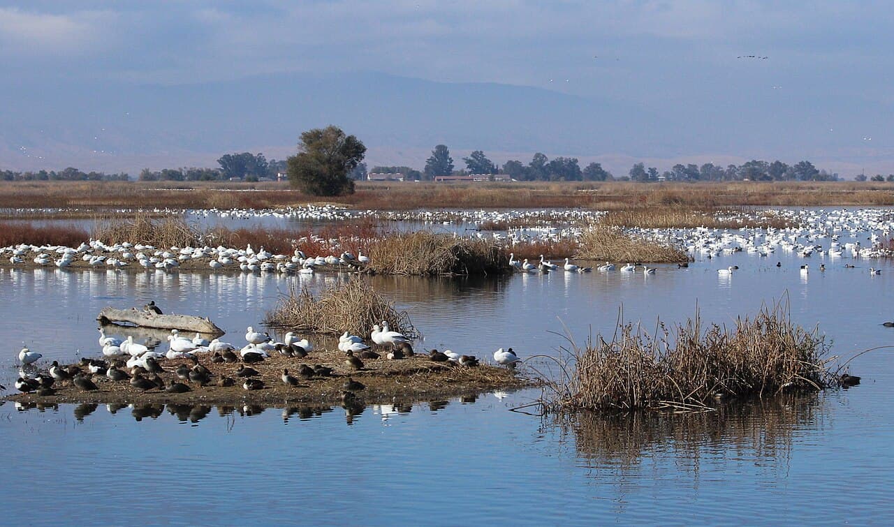 Sutter National Wildlife Refuge